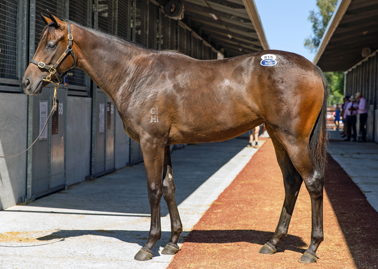 Zoustar x Siteki filly